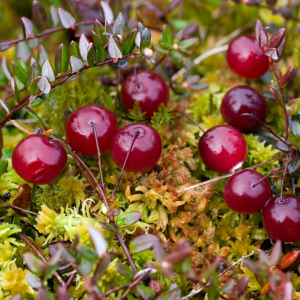 «Витаминная бомба»: названа ягода, замедляющая старение
